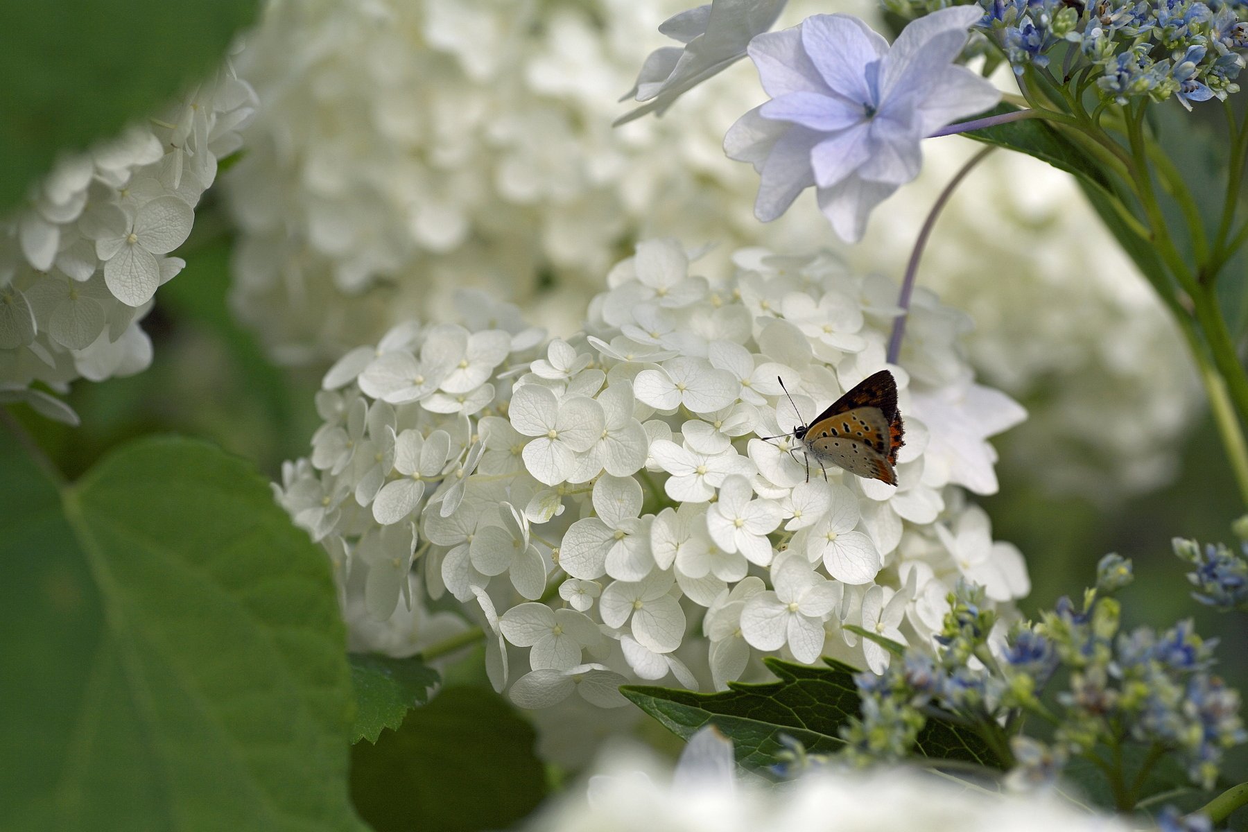 庭の紫陽花