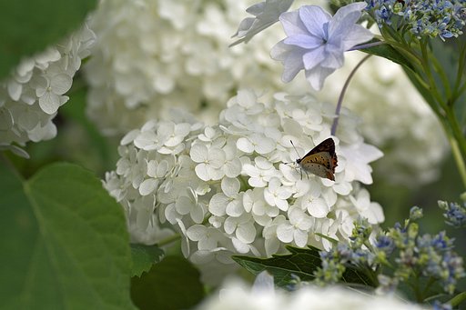 庭の紫陽花