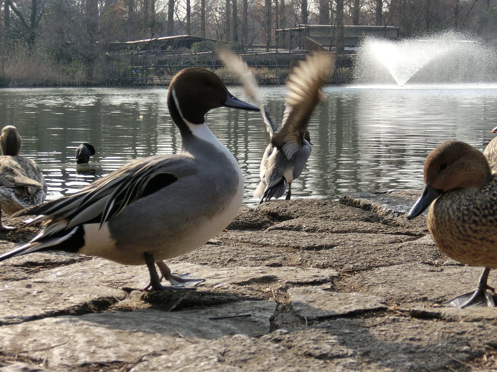 カモ