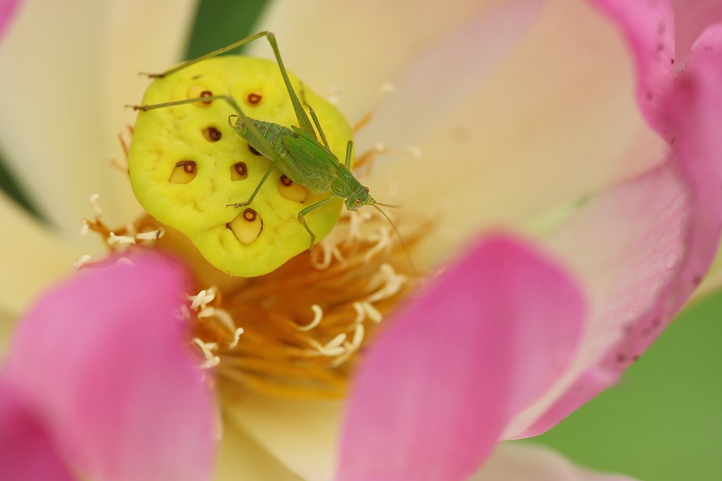 花の中は