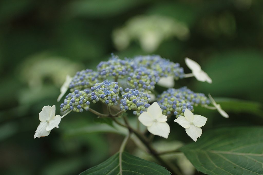 朝撮り