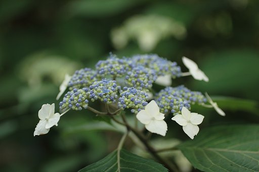 朝撮り