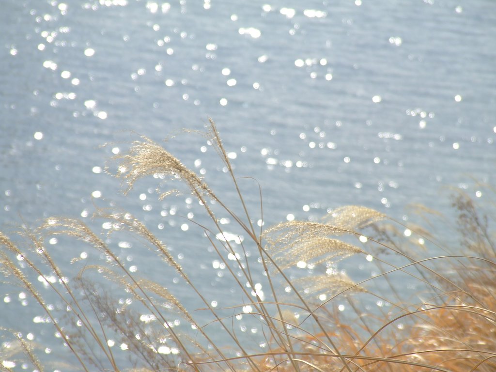 寒ススキ