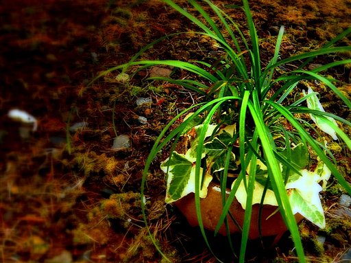 【わびさび】苔球