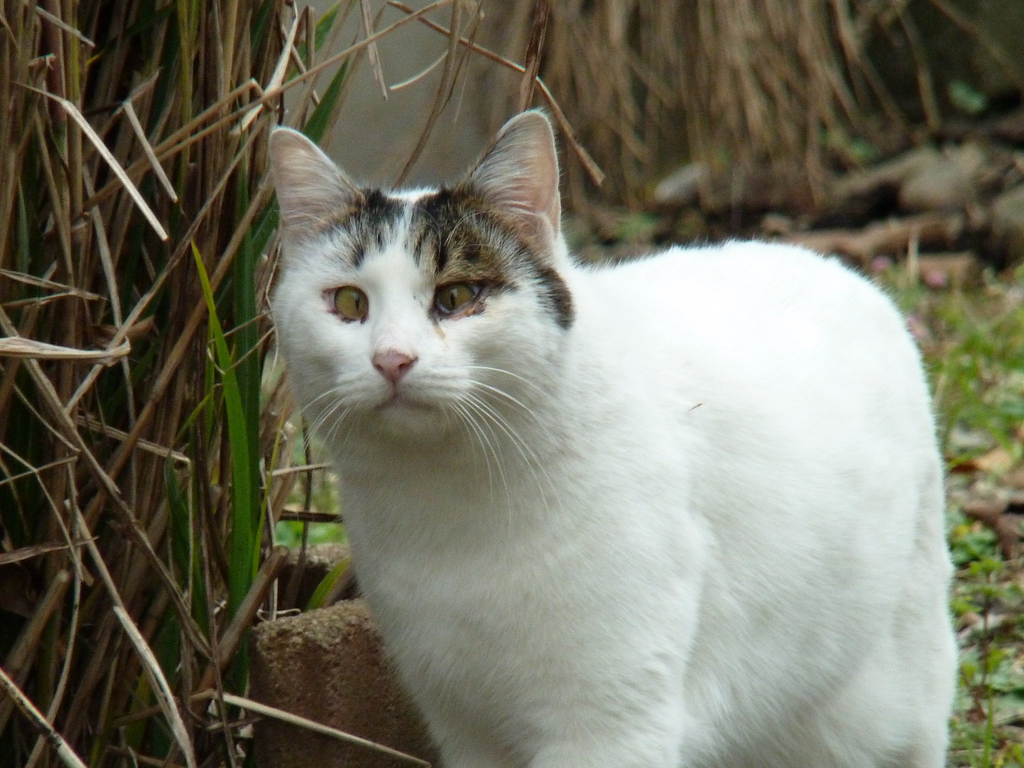 寄り目
