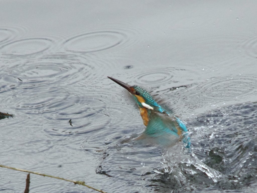 魚獲れず
