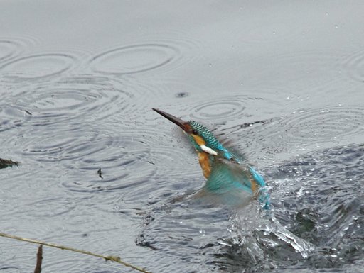 魚獲れず