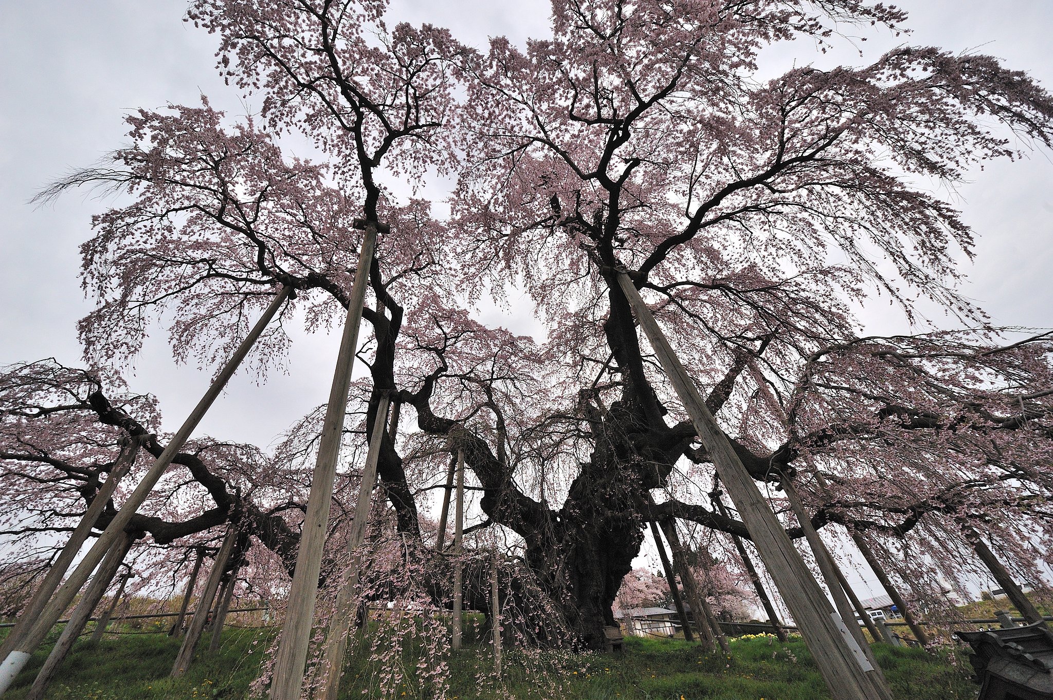 ２０１２/4/26 三春の滝桜
