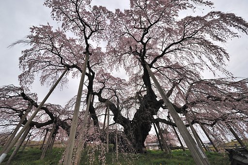 ２０１２/4/26 三春の滝桜