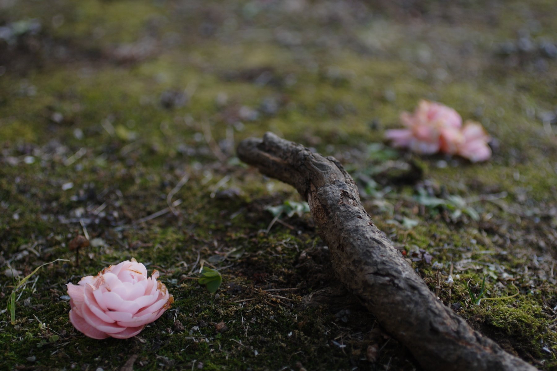 落花