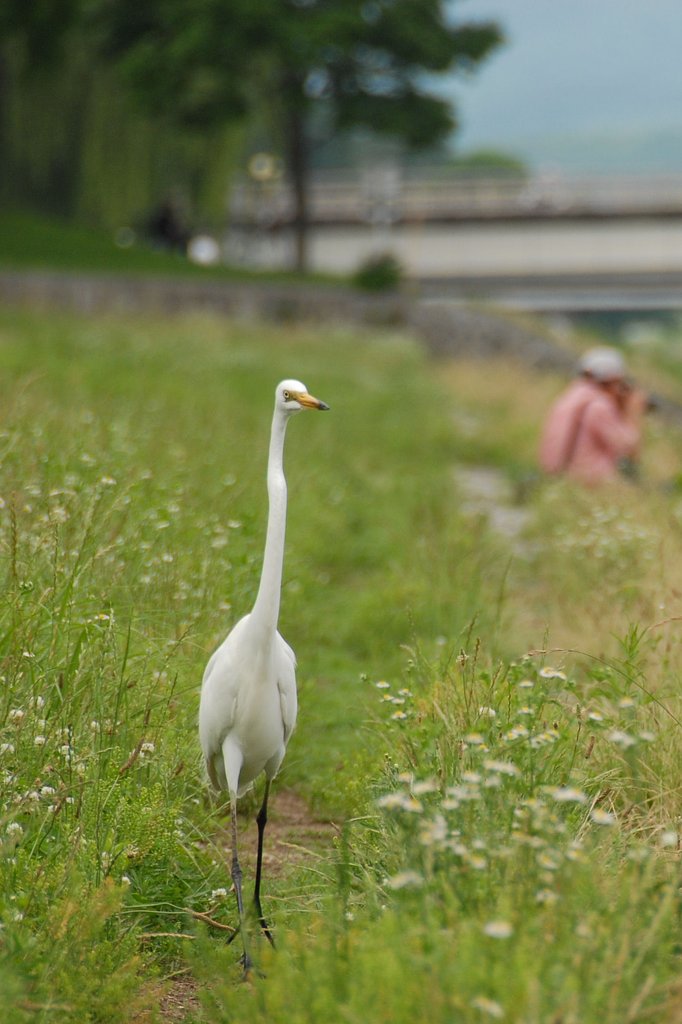 【日本】のアマチュアカメラマン