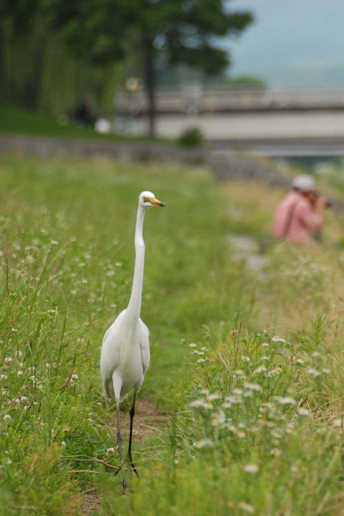 【日本】のアマチュアカメラマン