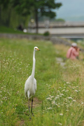 【日本】のアマチュアカメラマン