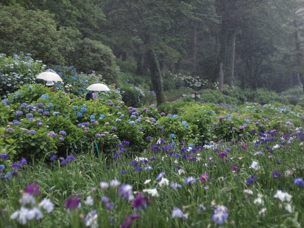 【日本】の自然〜梅雨〜