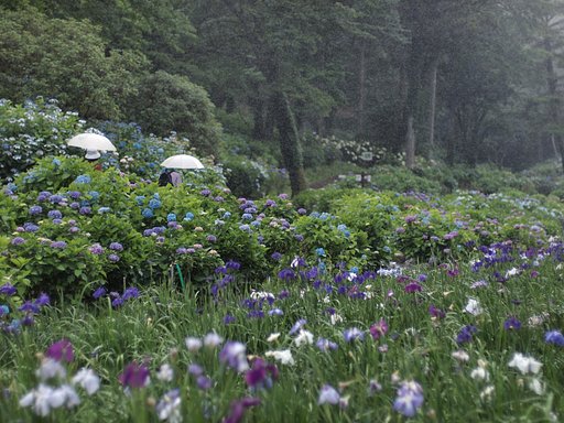 【日本】の自然〜梅雨〜