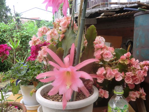 サボテンの花
