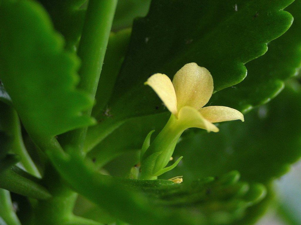 花が無いので