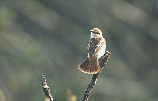 ノビタキ♀
