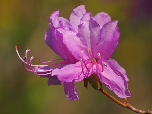 花紫咲く