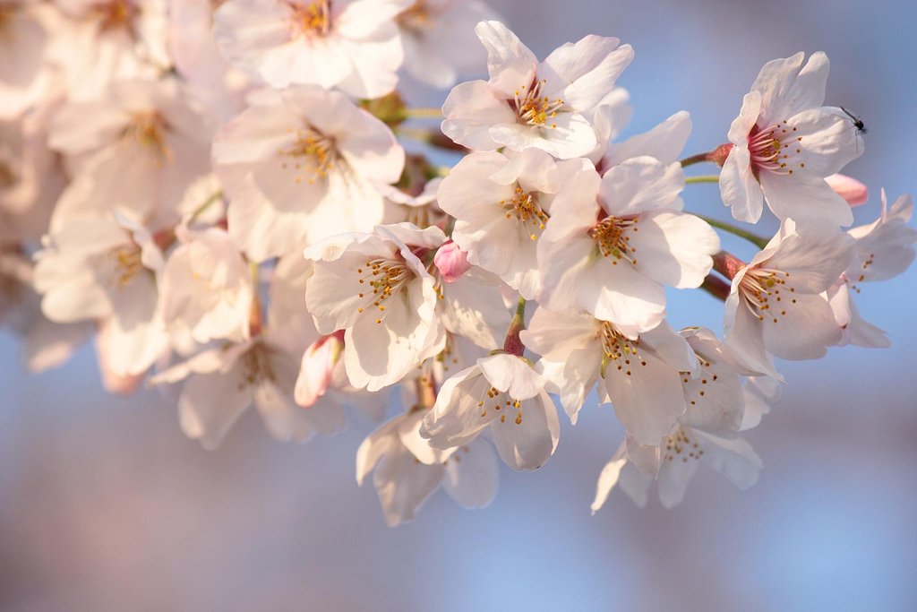 早朝桜