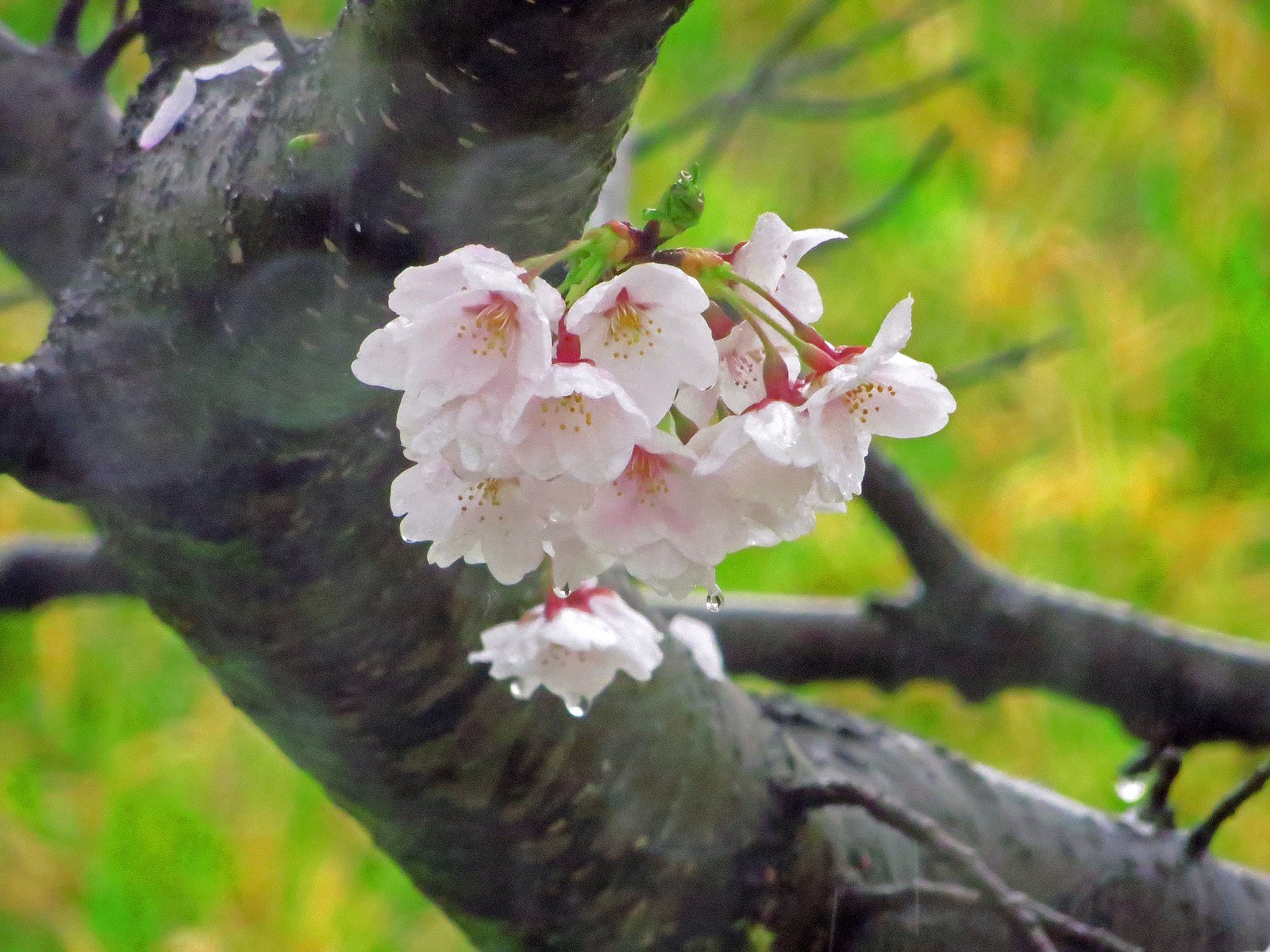 雨の中の桜