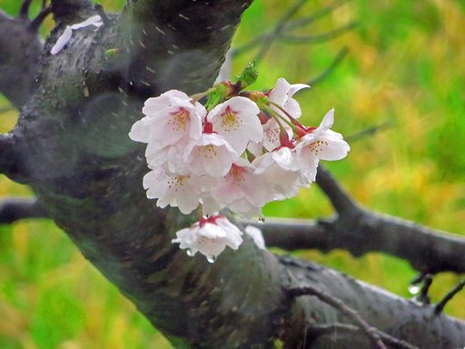雨の中の桜
