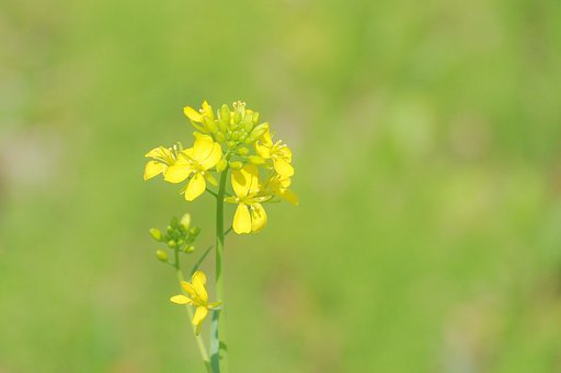 （淡彩）みどり