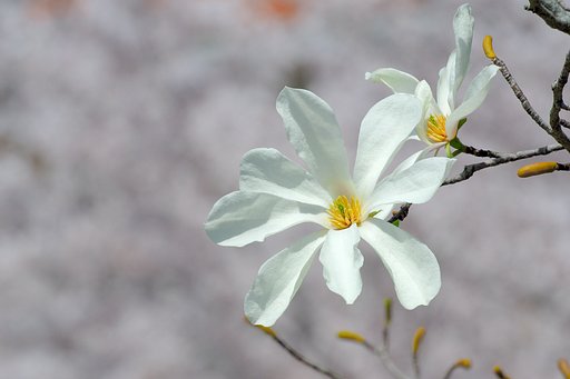 コブシとサクラ