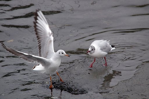 ユリカモメ