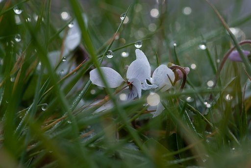 夜の雨と朝露をあびて・・