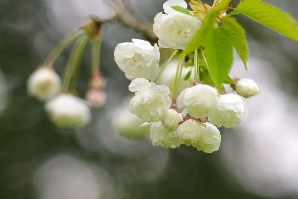 白八重