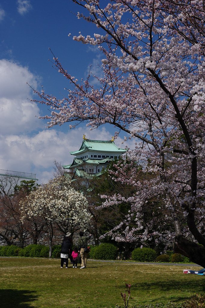 名古屋城でお花見