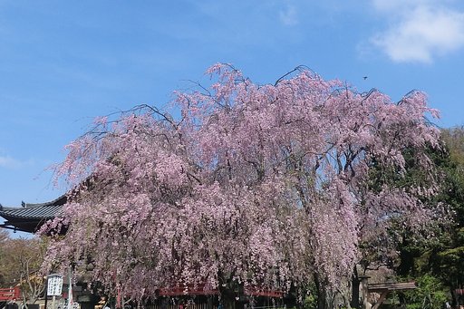 【淡彩】枝垂れ桜