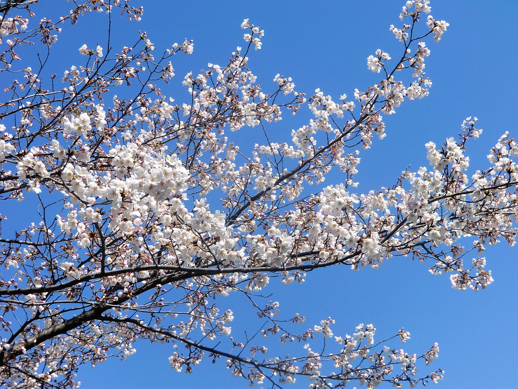 桜