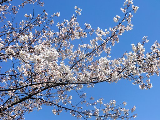 桜