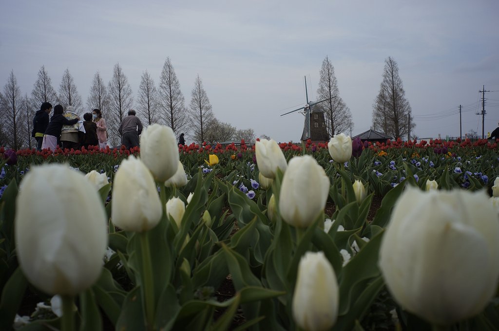 懲りずにCanon(L)25/3.5 byNEX5n