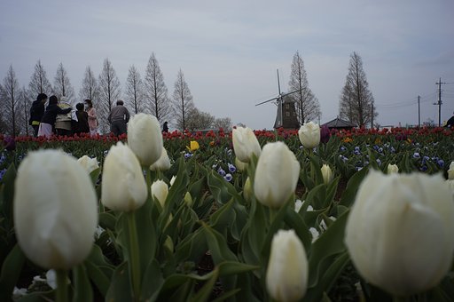 懲りずにCanon(L)25/3.5 byNEX5n