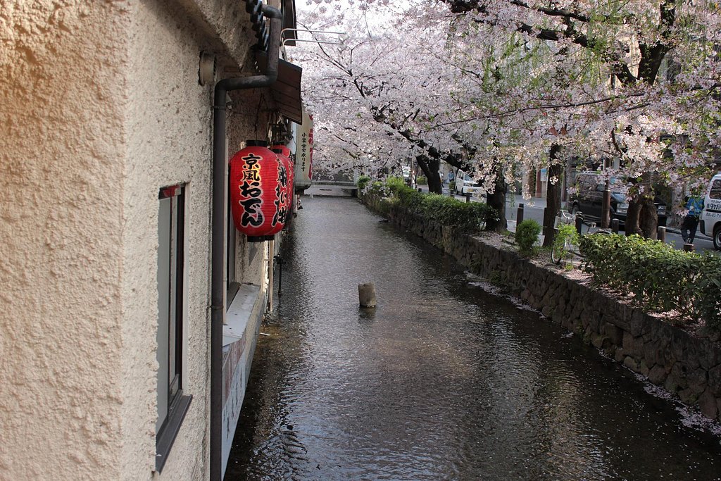 高瀬川、桜の水辺
