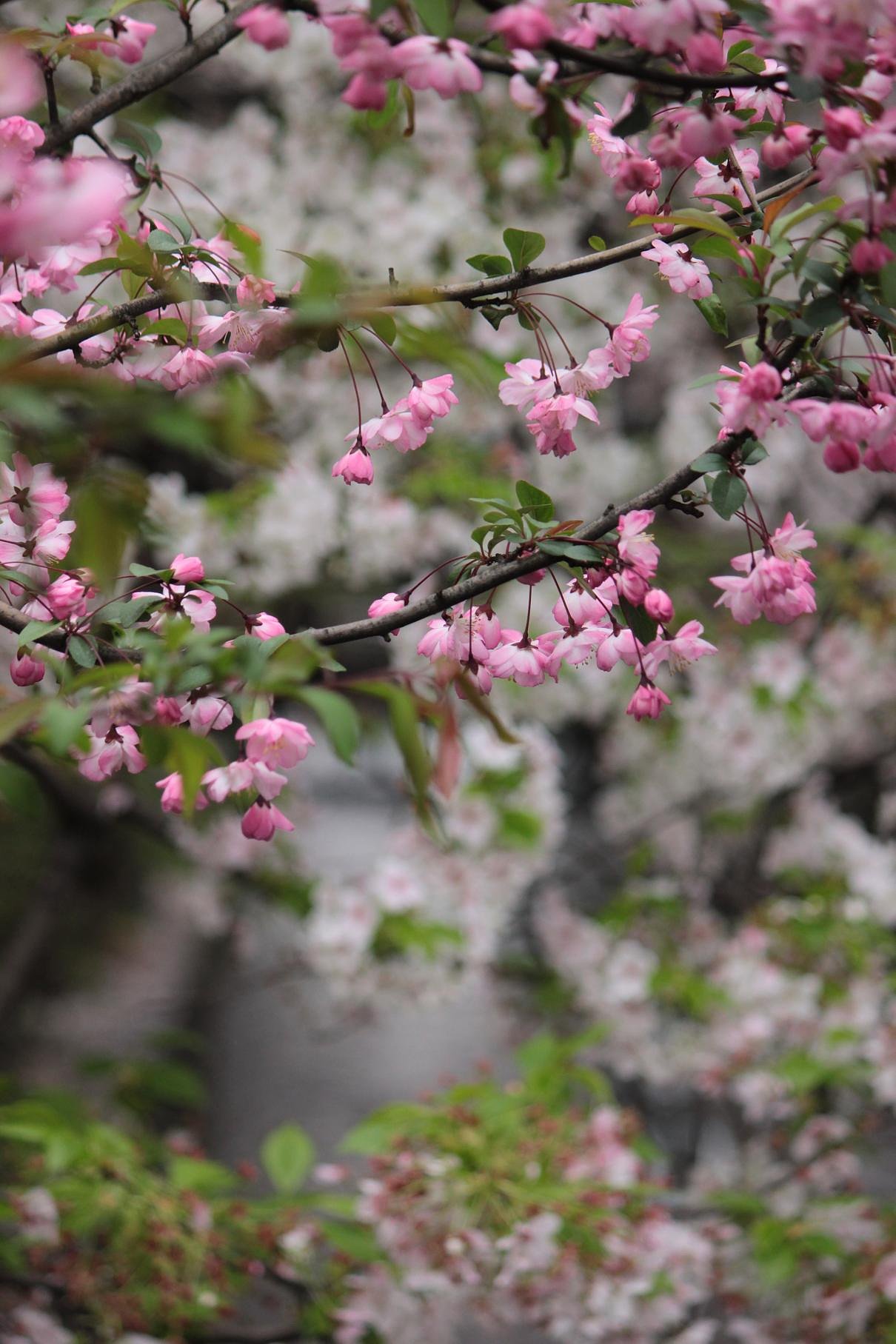 京都の桜景色