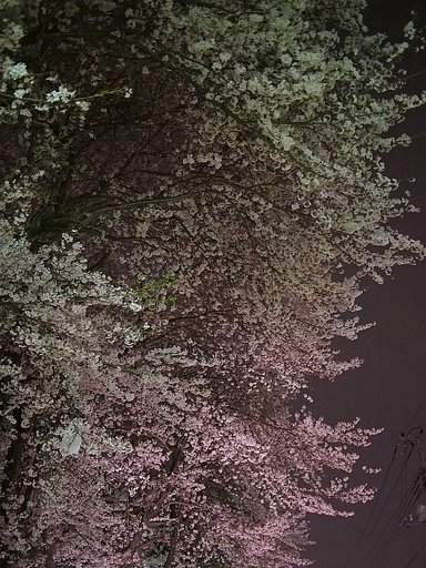 夜桜^^;