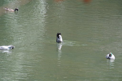 （淡彩）逆立ち名人