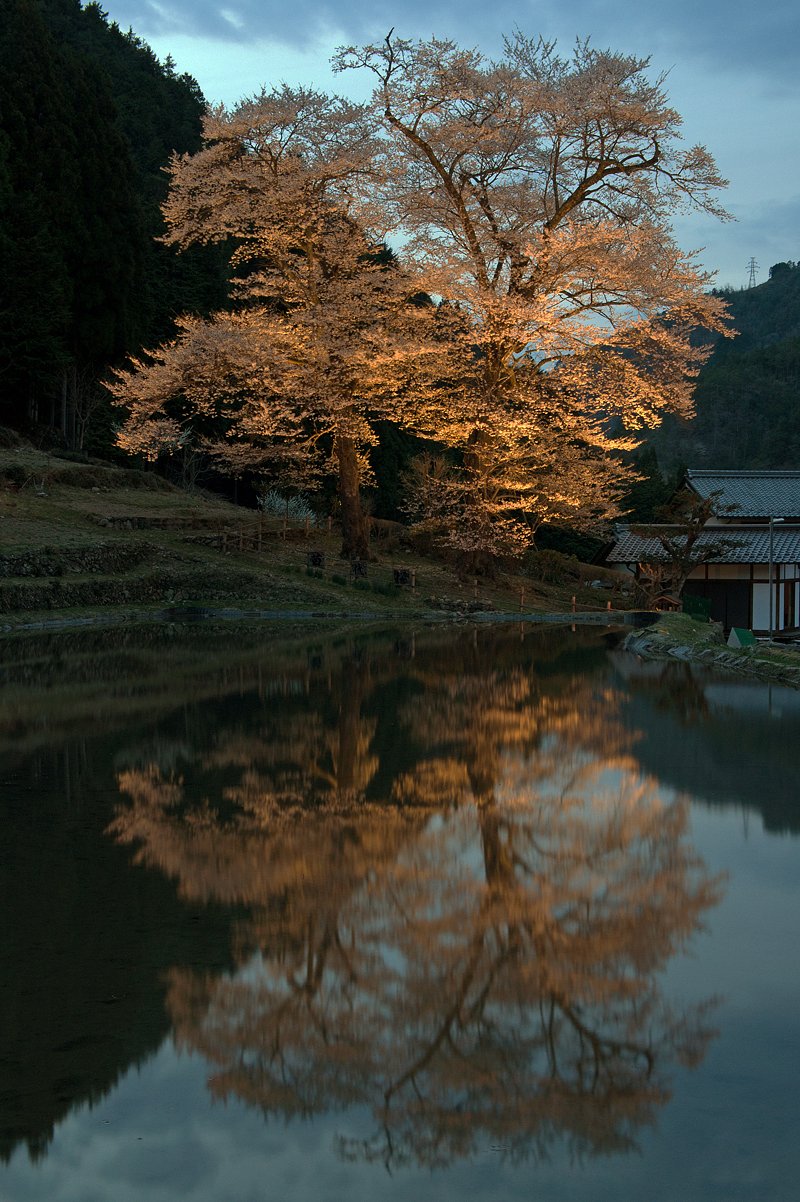 苗代桜満開ライトアップがはじまった。