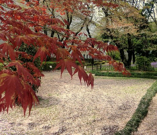 国立博物館庭園風景