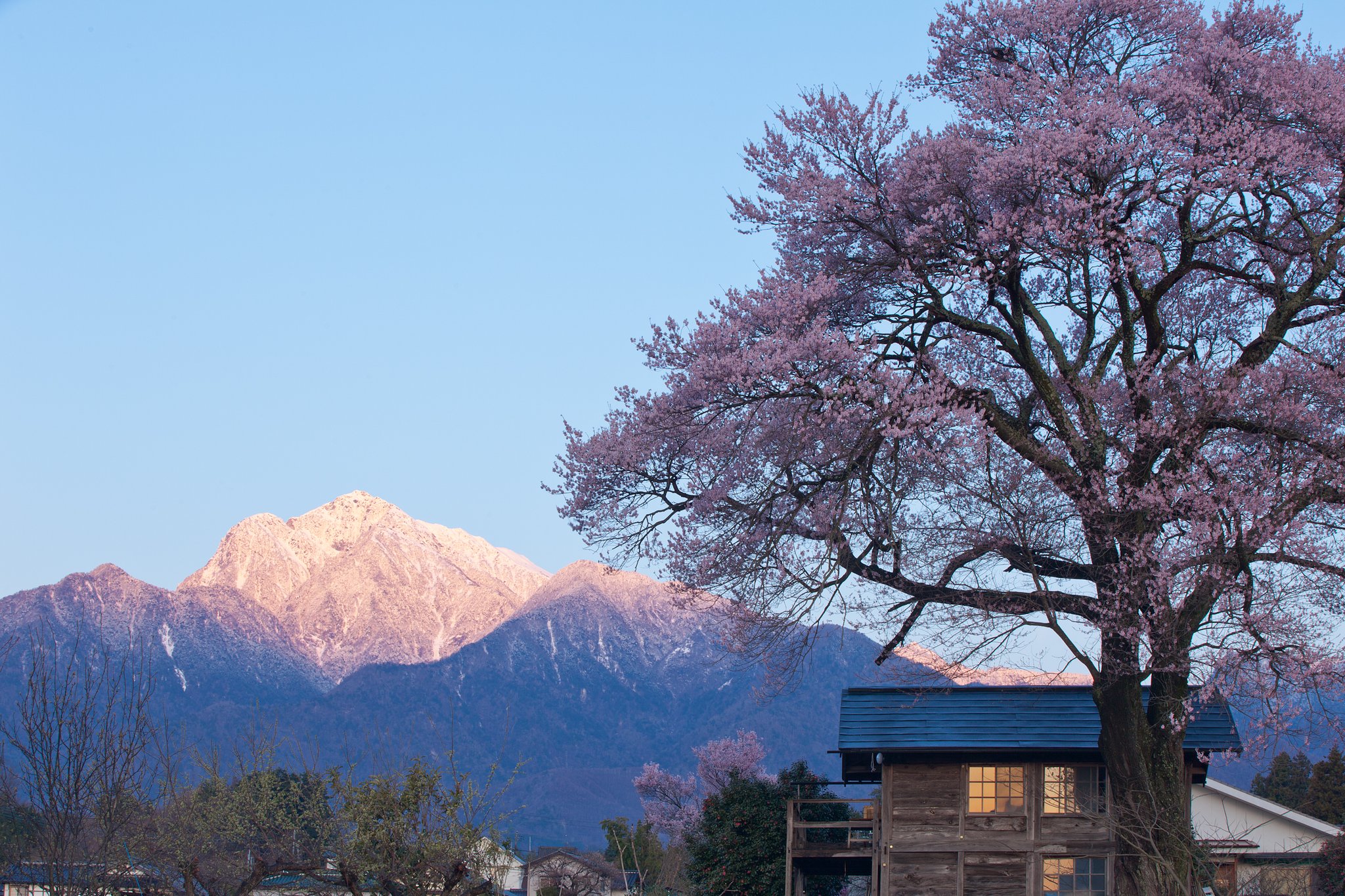一本桜と甲斐駒ケ岳