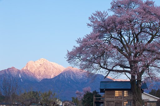 一本桜と甲斐駒ケ岳