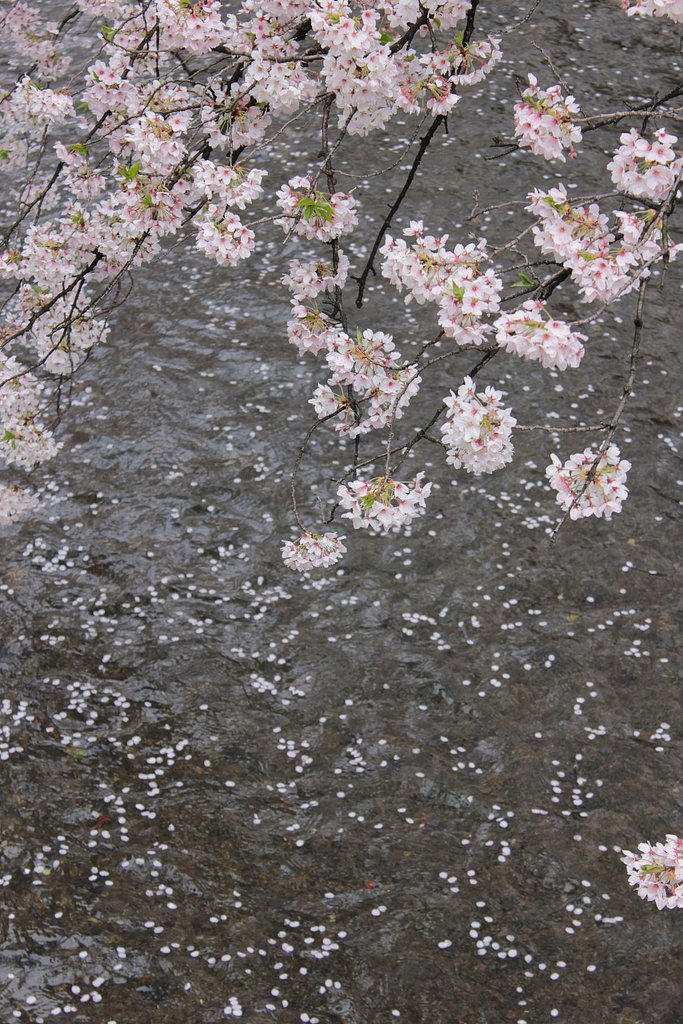 桜の時は流れて