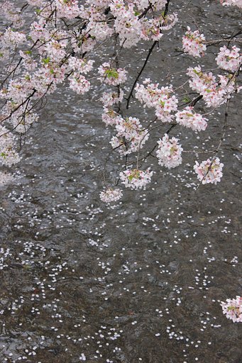 桜の時は流れて