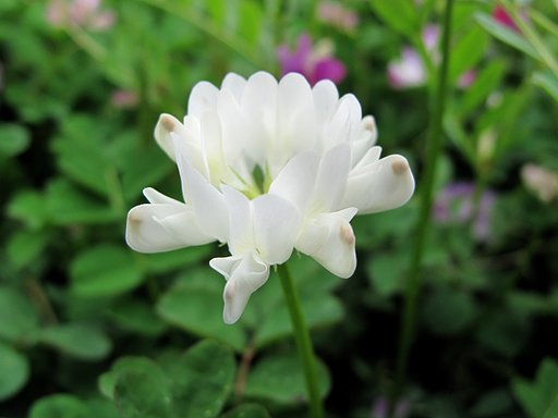 白いレンゲ草