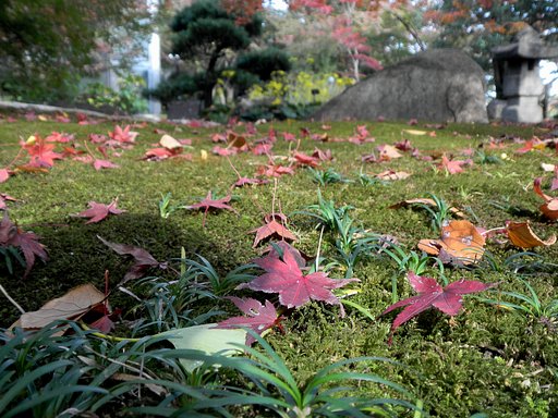 秋の庭