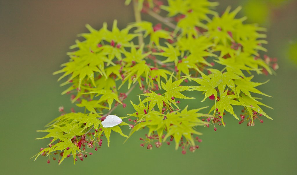 「淡彩」花びら一枚